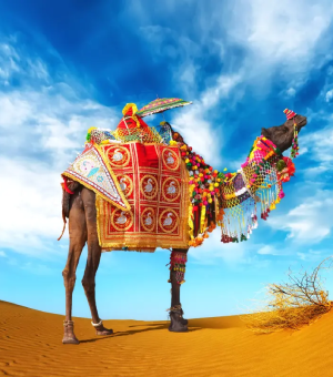 Rajasthan Tour Packages