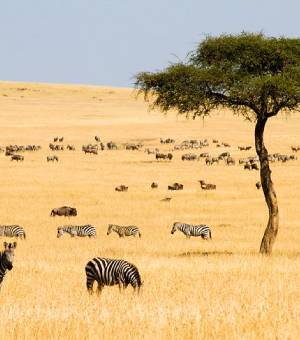 Kenya Tour Packages