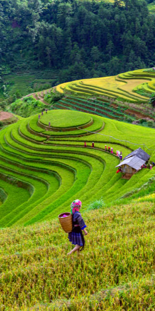 Vietnam Tour Packages