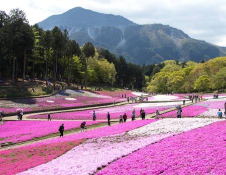 Discovery Japan 